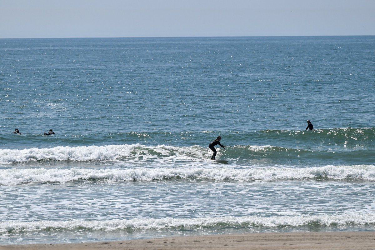 NYCParks tweet picture