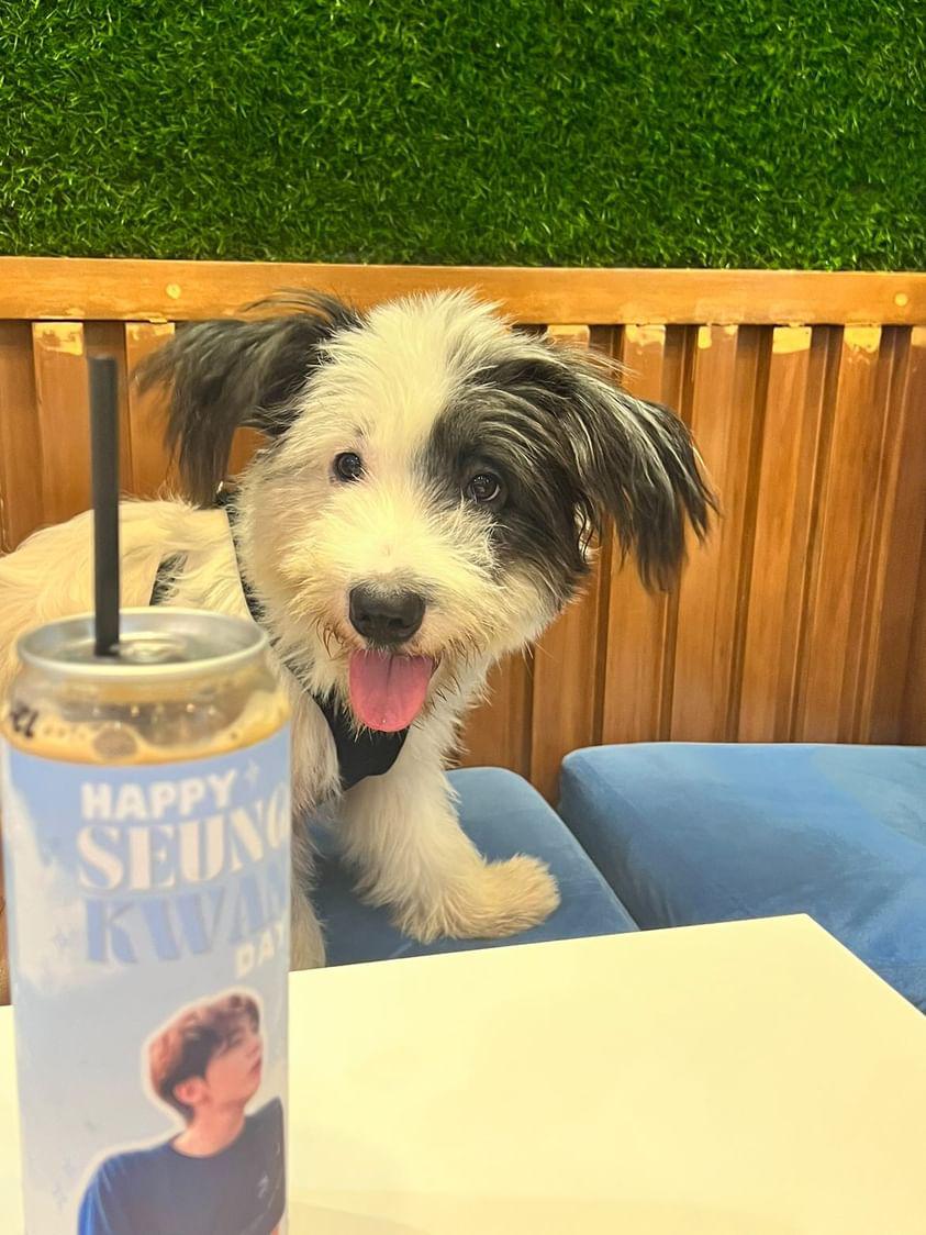 celestialstarph's tweet photo. Hi guys! Some of our admins will be at smgc tomorrow, and they will be giving some official photocards and freebies. Just approach this cutie little boi

ps. We recommend not touching him first since he can be a little reactive. nonetheless, he won't bite. 
See you!

#CaratsPride https://t.co/ubjNusG5D5