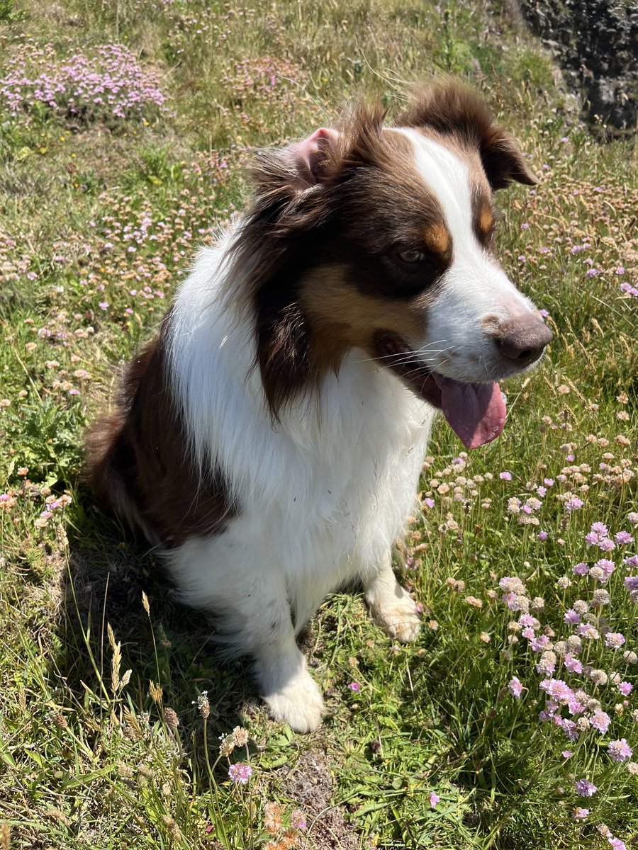 FRJJDOK's tweet photo. Voici Roibbos, mon fidèle berger Australien ; lui est d’humeur égale, il ne me trahira jamais, c’est un fidèle VRAI ami, un soutien psychologique précieux quand tu en as besoin ; l’humain est si faux-cul, vénal, méchant; tes ennemis tu les connais; écarte tes faux vrais amis… https://t.co/PiawYIl48G