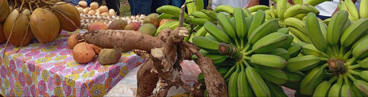 DrRobertoMOjeda's tweet photo. Para los hermanos Velázquez el trabajo en la tierra es tradición familiar. En esta finca el cultivo sostenido para el mejoramiento de los suelos y la aplicación de la ciencia ha permitido obtener cosechas de boniato y plátano con buenos resultados #GenteQueSuma https://t.co/VY0B7DvQEF