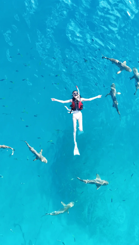 SleepyCat92's tweet photo. Jump into the embrace of the ocean, release your body and mind, and wander freely in the blue underwater world. https://t.co/E9W1TCxaTg