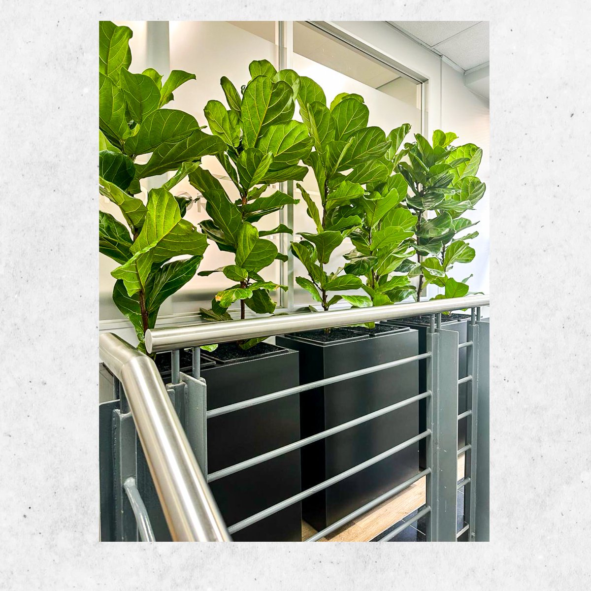 Execuflora tweet media