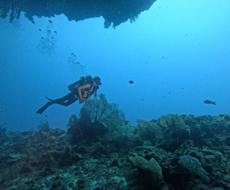 SleepyCat92's tweet photo. Jump into the embrace of the ocean, release your body and mind, and wander freely in the blue underwater world. https://t.co/E9W1TCxaTg
