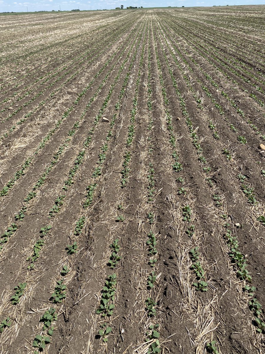 DLH17's tweet image. If you haven’t made plans to check out an #InVigor tour this summer, strongly encourage you to reconsider!  #NewEarlies #Innovation @BASFAgSolutions