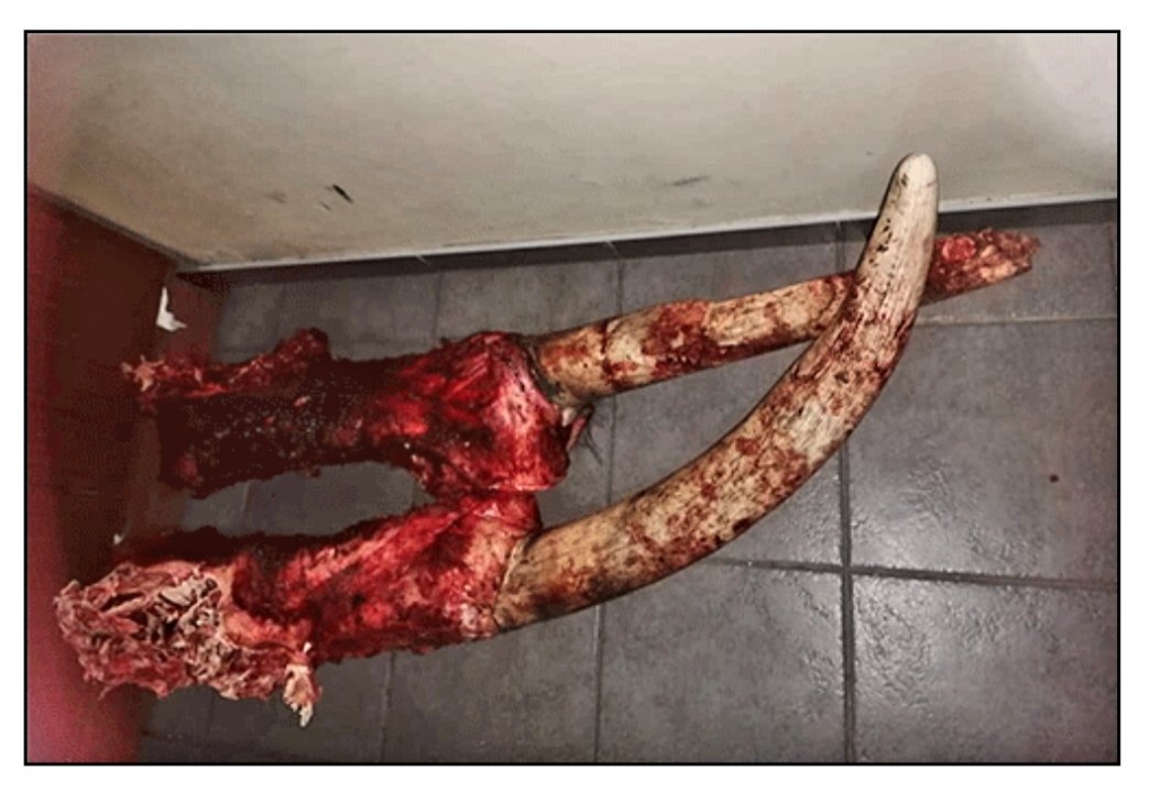 CitysFElephants's tweet photo. #Namibia #Elephantpoaching
RUNDU – The police in Kavango East are investigating a case where an elephant bull was gunned down at Woma village in Kavango West.
The poacher, however, did not remove the tusks, and left bullets on the scene...
https://t.co/PHT5VTJOI5 https://t.co/ARDOitbe18