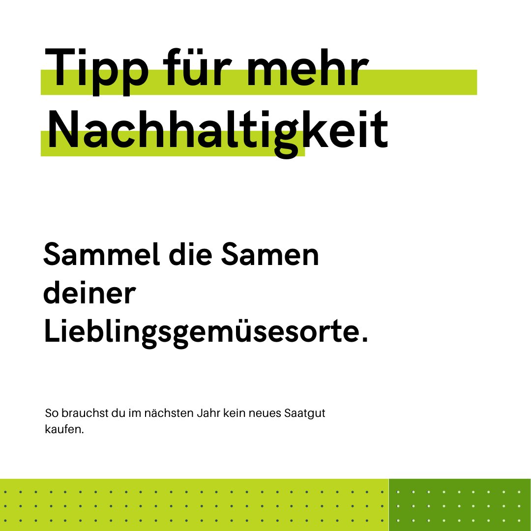 Tipps für mehr #Nachhaltigkeit: Sammele die Samen deiner Lieblingsgemüsesorte.

Das schont deinen Geldbeutel im nächsten Frühjahr und es schmeckt auch viel besser.

#garten #tippsfürmehrnachhaltigkeit #nachhaltigwerden #nachhaltiggärtnern #eco #gemüse #anzucht #saatgut #aussähen