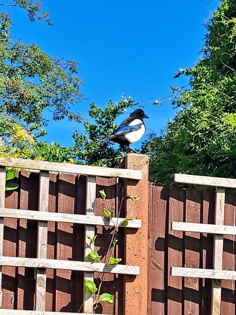 kaysafus's tweet photo. Magnificent magpie
#30dayswild https://t.co/gCgqzPzBlJ