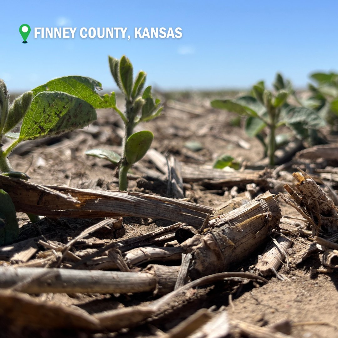 FarmersNational's tweet image. This week's #cropprogress is out of Kansas &amp;amp; Colorado! 👀