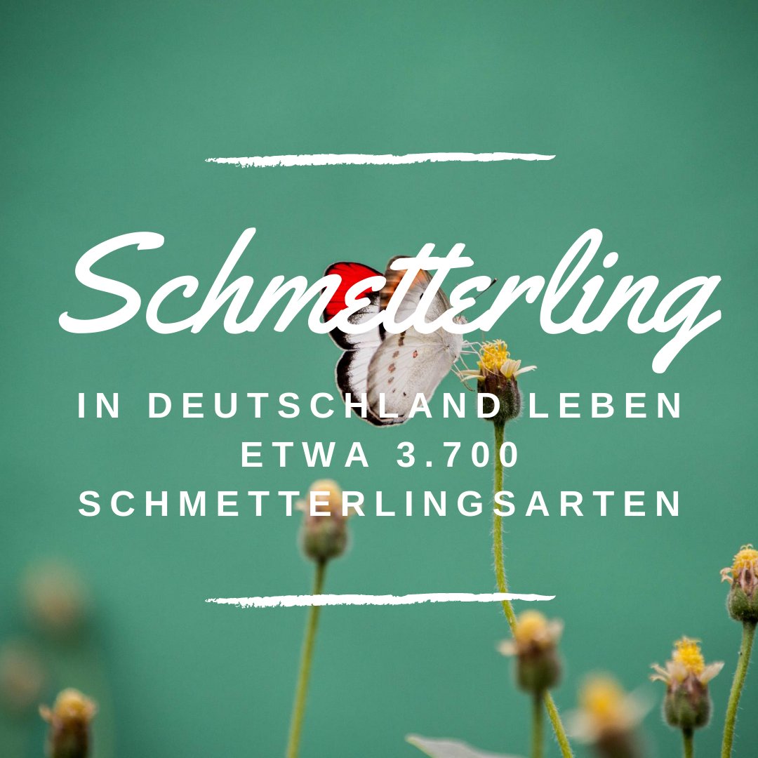 In Deutschland leben etwa 3.700 #Schmetterlingsarten - Wie viele davon kennst du?

#schmetterling #insekten #insektenschützen #naturschutz #wissentogo #naturwissen #natur #sommer #schmetterlinge #facts #nature