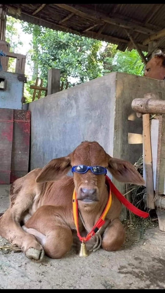 اگر تم کہہ دو تم بن نہیں ہے گزارہ🫣

تو پھر عید پہ گوشت کا وڈا شاپر تمہارا 🫠🫣