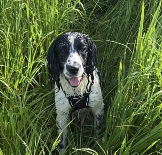 After a busy week - nothing better than a happiness morning with this gorgeous springer, his ball and a big pond - #mentahealthfirstaider