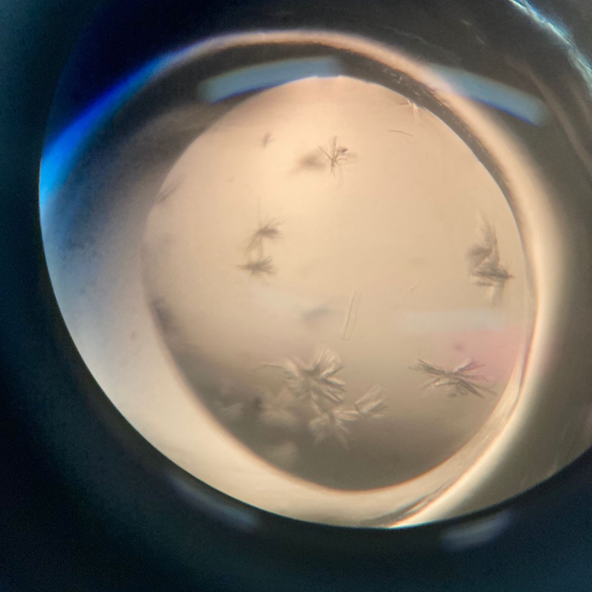 María Natalia Lisa tweet media