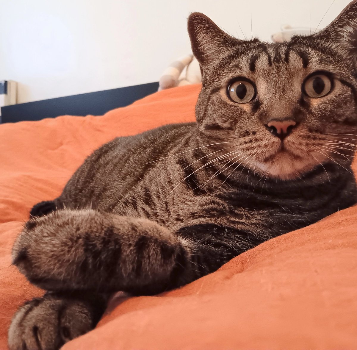 The Fucking Cat tweet media