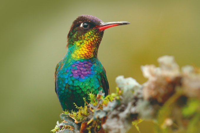 ANDI_Colombia's tweet photo. Nace alianza estratégica para conservar la biodiversidad desde el sector empresarial en Colombia🇨🇴: ANDI y USAID se unen para conservar la biodiversidad, impulsando Soluciones basadas en la Naturaleza desde el sector empresarial.
Conozca más👉https://t.co/ie68ydmdLv
#MásPaísANDI https://t.co/Q0ZD96NKCy