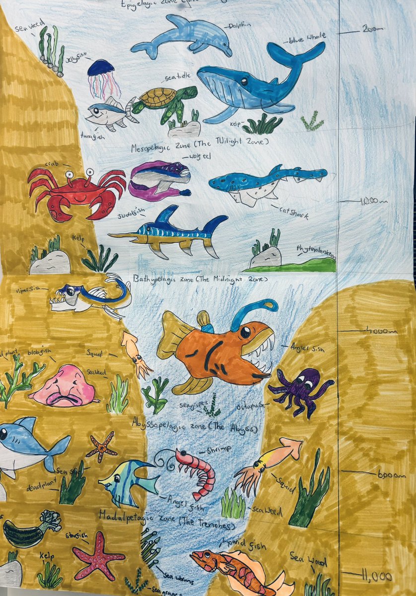 P7 have been learning about the zones of the ocean and what plants and animals live and grow there. We created labelled drawings, adding in lots of detail! @DycePrimary <a href="/misssabwatson/">Miss Watson</a>
