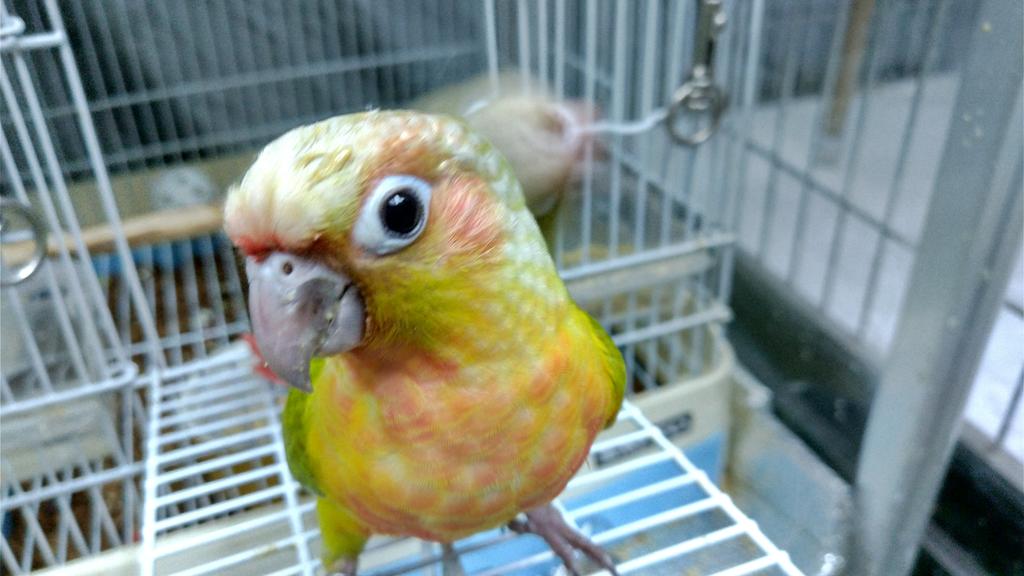 懐子(なつこ)ちゃんが来ました！
めっちゃフレンドリー
なつっこい！