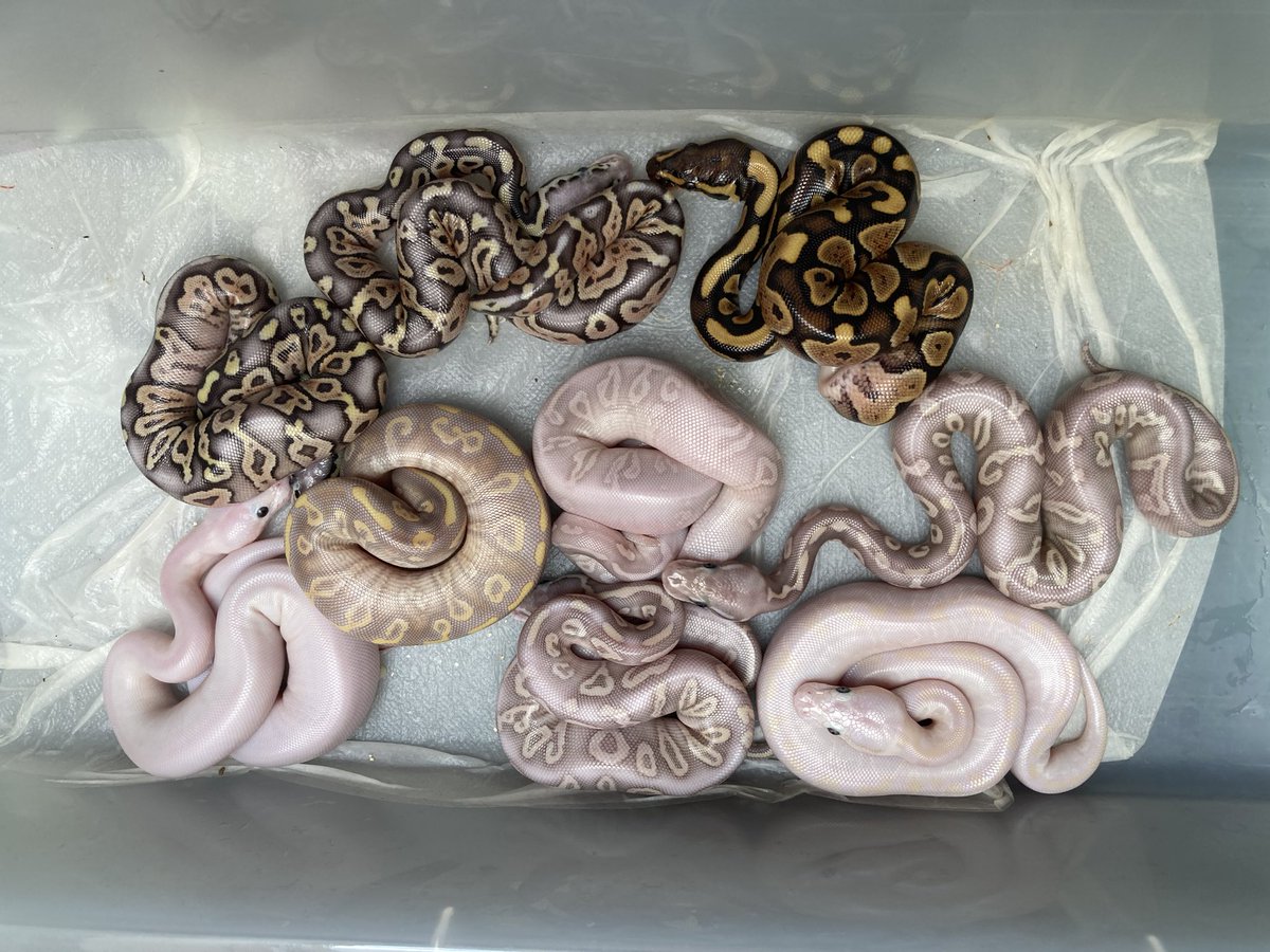 All the babies are out boys!!!