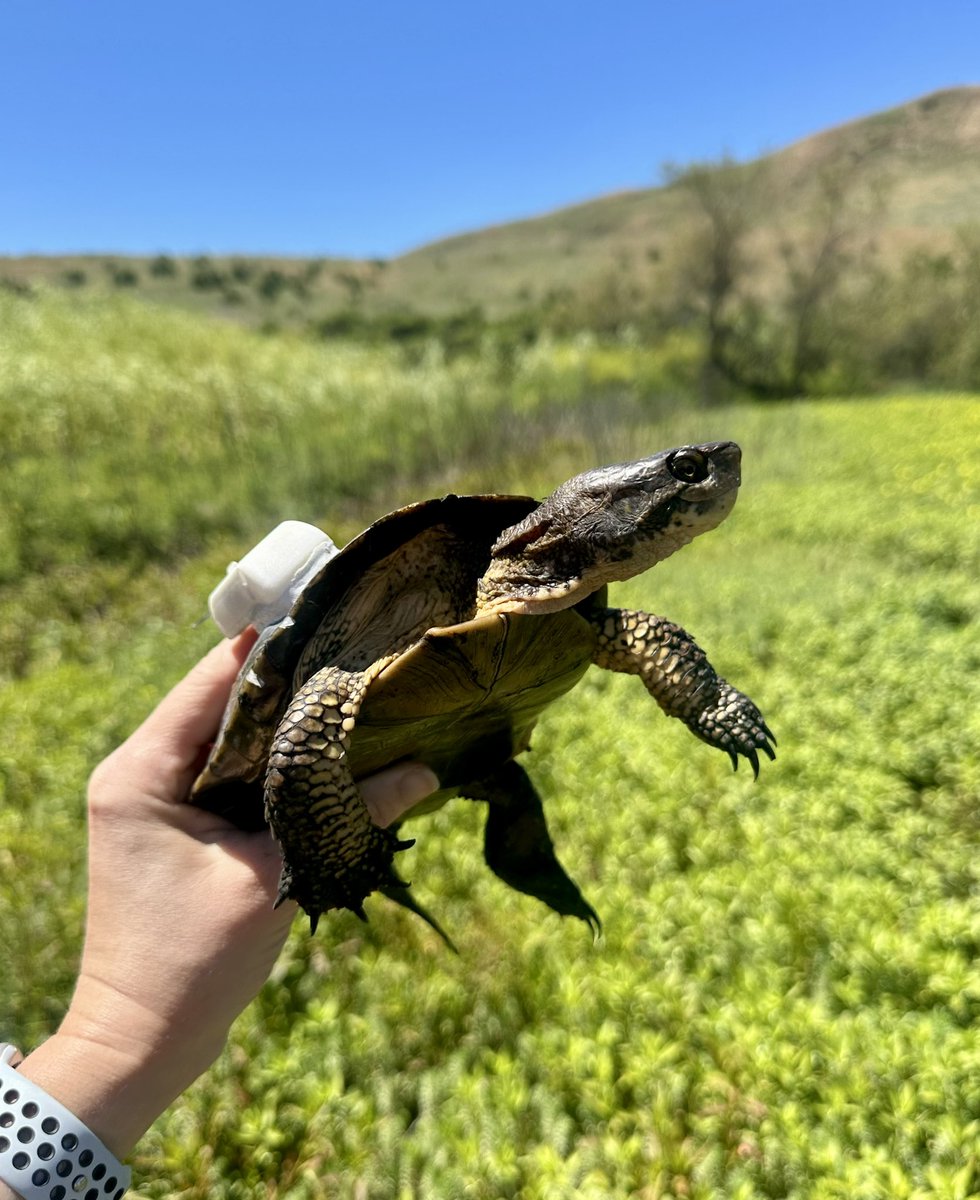 RochelleStiles's tweet photo. Another successful week of surveying Western Pond Turtles across the Bay. Biologists came from WA, NM, and CA to join forces to learn more about this imperiled native 🐢. The white boxes are solar-powered trackers!
#turtles #conservation #wildlife https://t.co/F1XkhrROFD