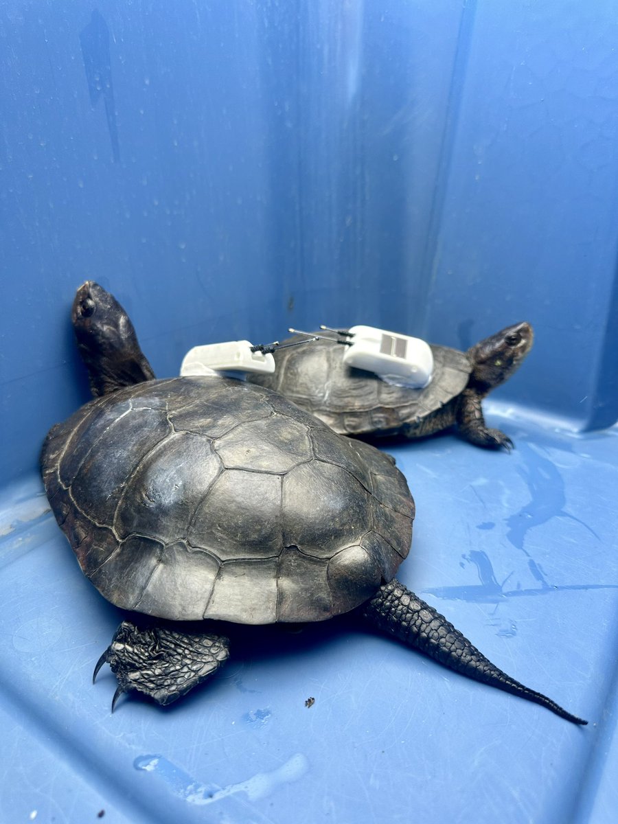 RochelleStiles's tweet photo. Another successful week of surveying Western Pond Turtles across the Bay. Biologists came from WA, NM, and CA to join forces to learn more about this imperiled native 🐢. The white boxes are solar-powered trackers!
#turtles #conservation #wildlife https://t.co/F1XkhrROFD