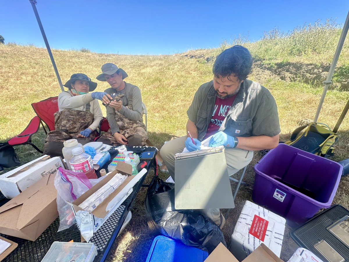 RochelleStiles's tweet photo. Another successful week of surveying Western Pond Turtles across the Bay. Biologists came from WA, NM, and CA to join forces to learn more about this imperiled native 🐢. The white boxes are solar-powered trackers!
#turtles #conservation #wildlife https://t.co/F1XkhrROFD