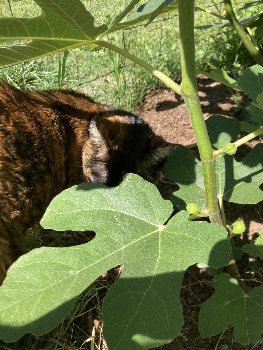 Alverniagardino's tweet photo. My cat Izzy under one of my many fig trees. Photo taken today. #garden #botony #figs https://t.co/KIkzLTeqqz