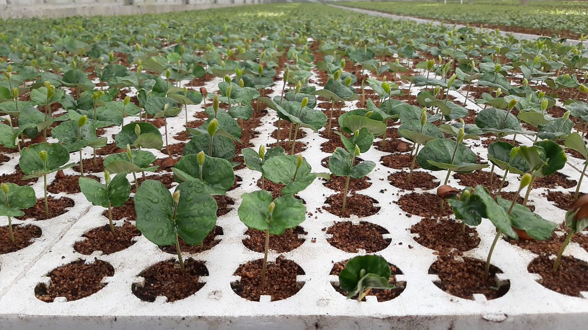 DavidZundert's tweet photo. Tenax Tree-Plugs &amp; Seeds bestaat vandaag 25 jaar. We feliciteren ze en wensen ze nog vele succesvolle jaren erbij! https://t.co/AfZ1q8xUjh