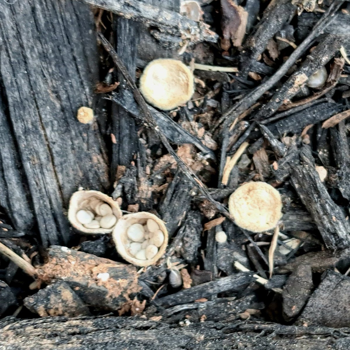 #FungiFriday  bird's nest fungi