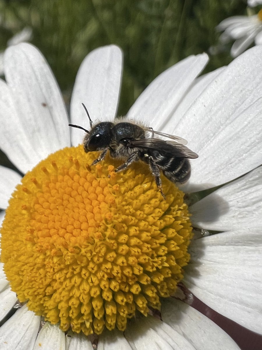 PollinatingLT's tweet photo. Look at this beautiful female blue mason bee (Osmia caerulescens) we spotted while surveying the Barbican Wildlife Garden today!

@BarbicanWLG #masonbees https://t.co/iXtuuhPnDb