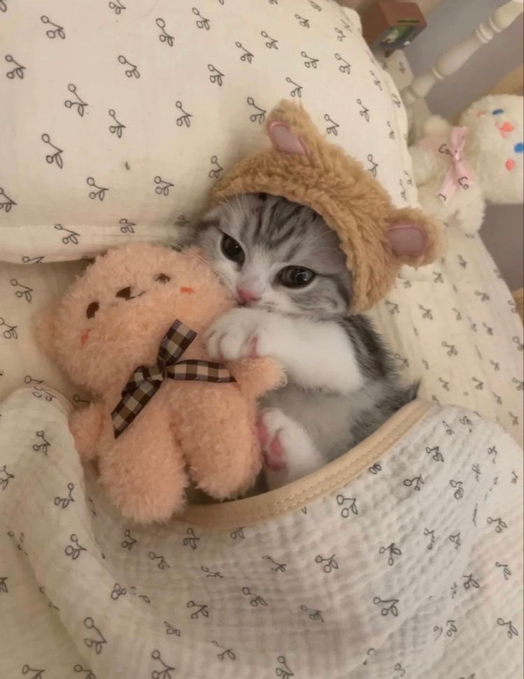 BlooMoonVT's tweet photo. @PumpkinPuffles Kittys :>
(Also the bread you baked looks delicious <3) https://t.co/VQ7dxmCecU