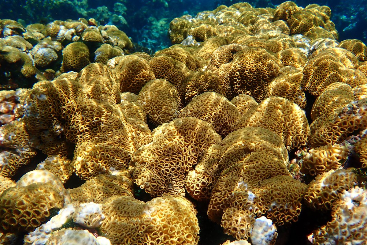 The 1st <a href="/ISROC_Network/">ISROC network</a> Inundation Signatures on Rocky Coastlines Field School on St. CROIX, USVI. 

Another fantastic week in the Caribbean with a great group of participants- learnt a lot about coastal boulder deposits that I hope to put to good use!

<a href="/UlsterUniGES/">Geography and Environmental Sciences</a>