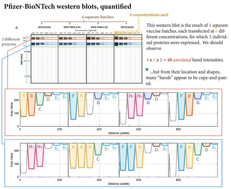 ATweetie1984's tweet image. Wurde hier jemals etwas überprüft? Es ging ausnahmsweise um Regelmäßigkeit bei #BlotGate.

Weißt du vllt etwas darüber, @Sabisteb? 

„BioNTech bringt das Kunststück fertig, Western Blot Grafiken zu produzieren, die für zwei differente Proteine, in vier verschiedenen…