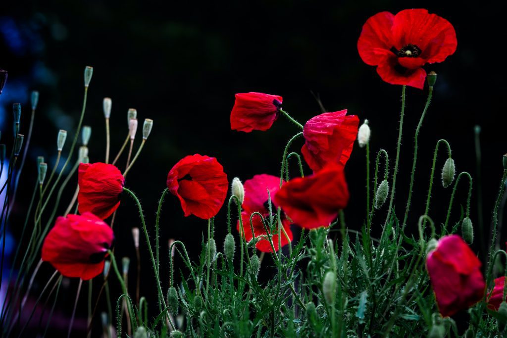 A Times letter highlighted the vital role of Commonwealth troops in WWII, from Monte Cassino to Burma.

“The service of Commonwealth forces as part of the British Empire in WW2 has shaped the multi-ethnic and multi-faith society we share today.”

More ➡ bit.ly/3Xg1daG