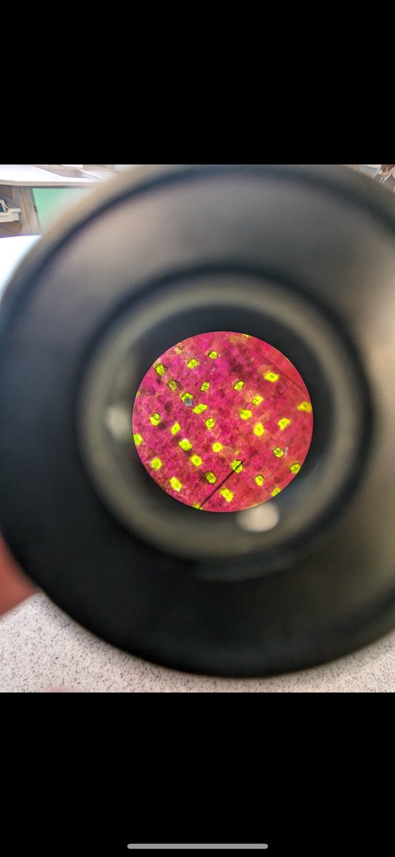 Year 10s viewing stomata in lessons today. Some fantastic photography.