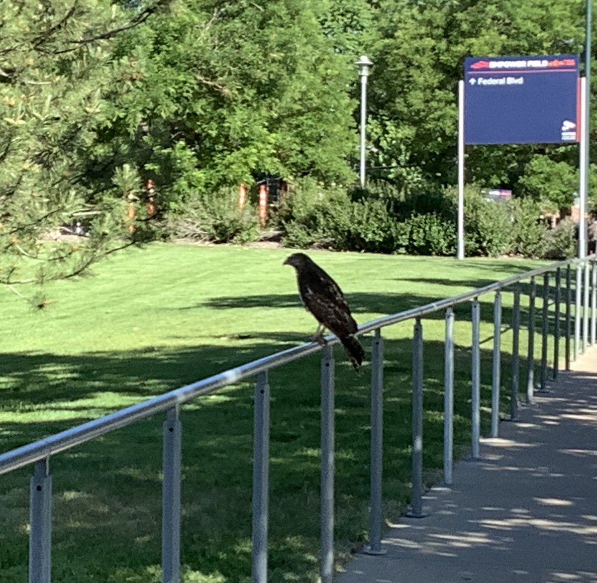 ddchen's tweet photo. It was a nice #BikeDen moment when we came across some ducklings and their mom trying to cross the bike trail and riders stopped to help herd them toward the water. On the way back, I also saw this hawk perched on a railing. https://t.co/ZitkUo86vo