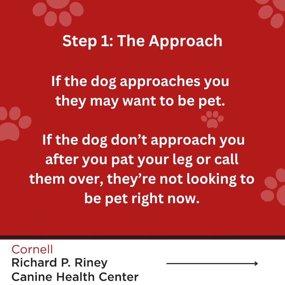cornelldogs's tweet image. National Dog Bite Awareness Week is June 2nd - 8th. 

Do you know how to check in with a dog to see if they are ok with you petting them? Check out the infographic to learn how.  

#caninehealth #doghealth #dogbiteprevention #dogbiteawareness #cornelldogs #cornellrchc