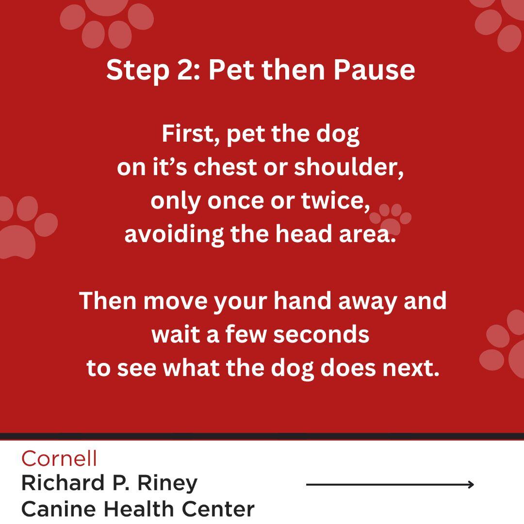 cornelldogs's tweet image. National Dog Bite Awareness Week is June 2nd - 8th. 

Do you know how to check in with a dog to see if they are ok with you petting them? Check out the infographic to learn how.  

#caninehealth #doghealth #dogbiteprevention #dogbiteawareness #cornelldogs #cornellrchc