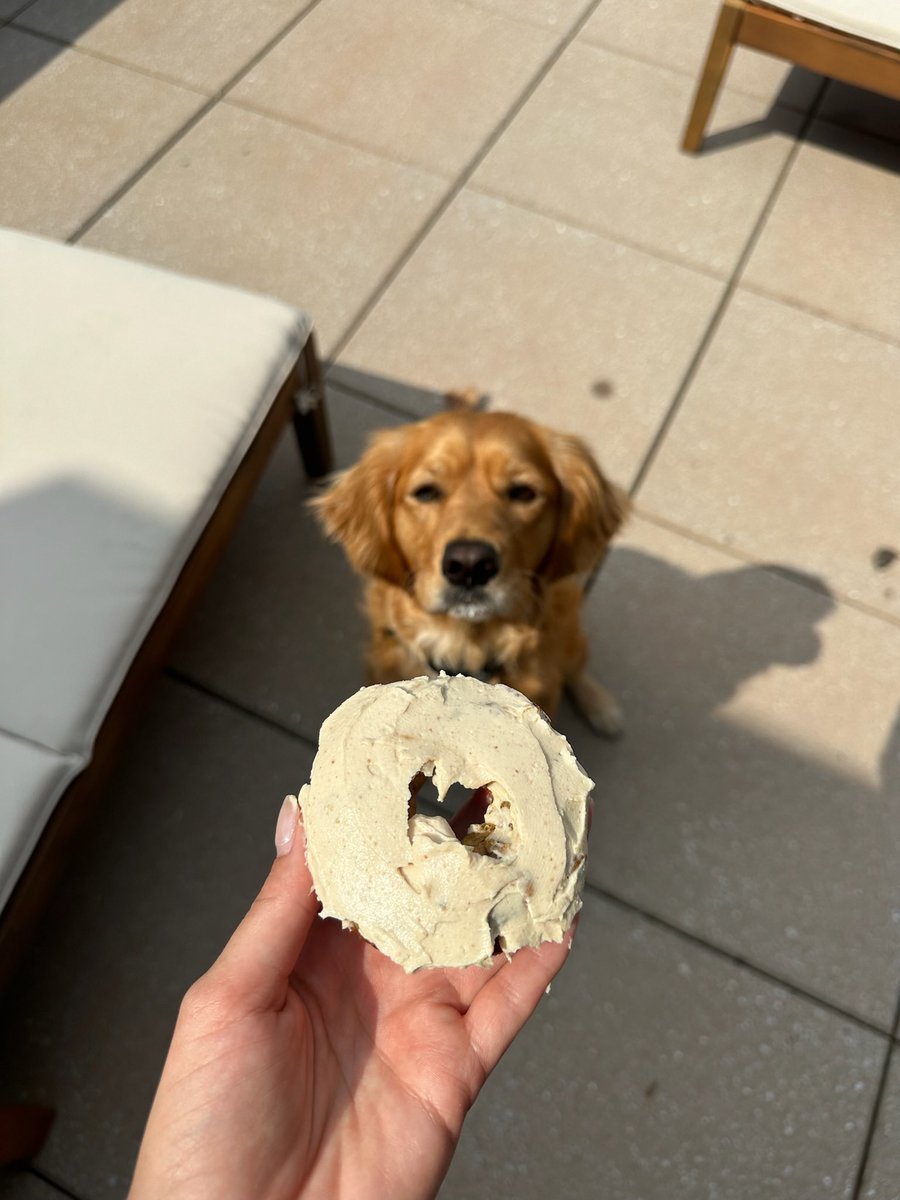 Happy #NationalDonutDay 🍩 you can find this dog-friendly recipe here: instagram.com/reel/C76gOmKOF…