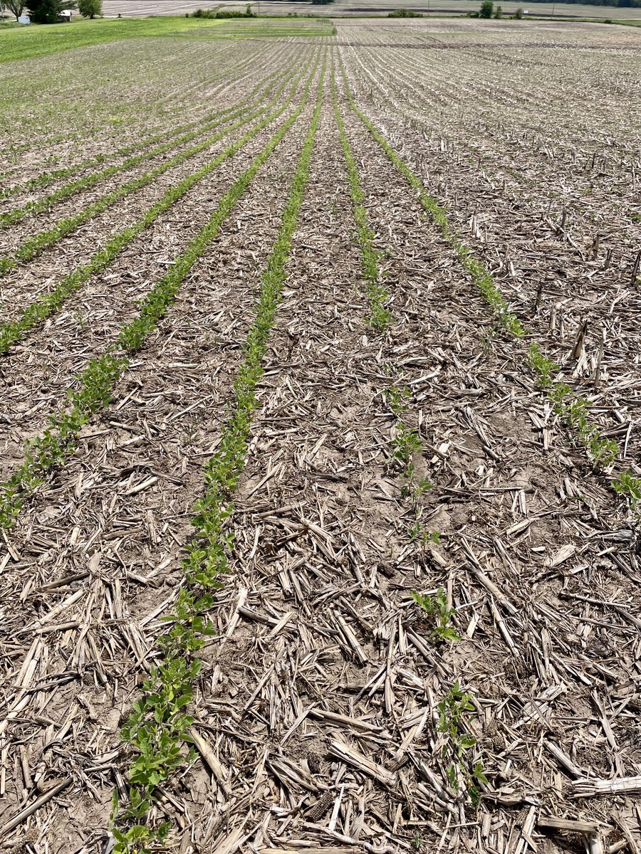 WhitneyVenable8's tweet photo. Supercharged Protection.From day one. #CruiserMaxx APX on the left vs. non-treated on the right. 106k plants vs 46k plants plus look at the vigor difference! https://t.co/1uwntRHGJR
