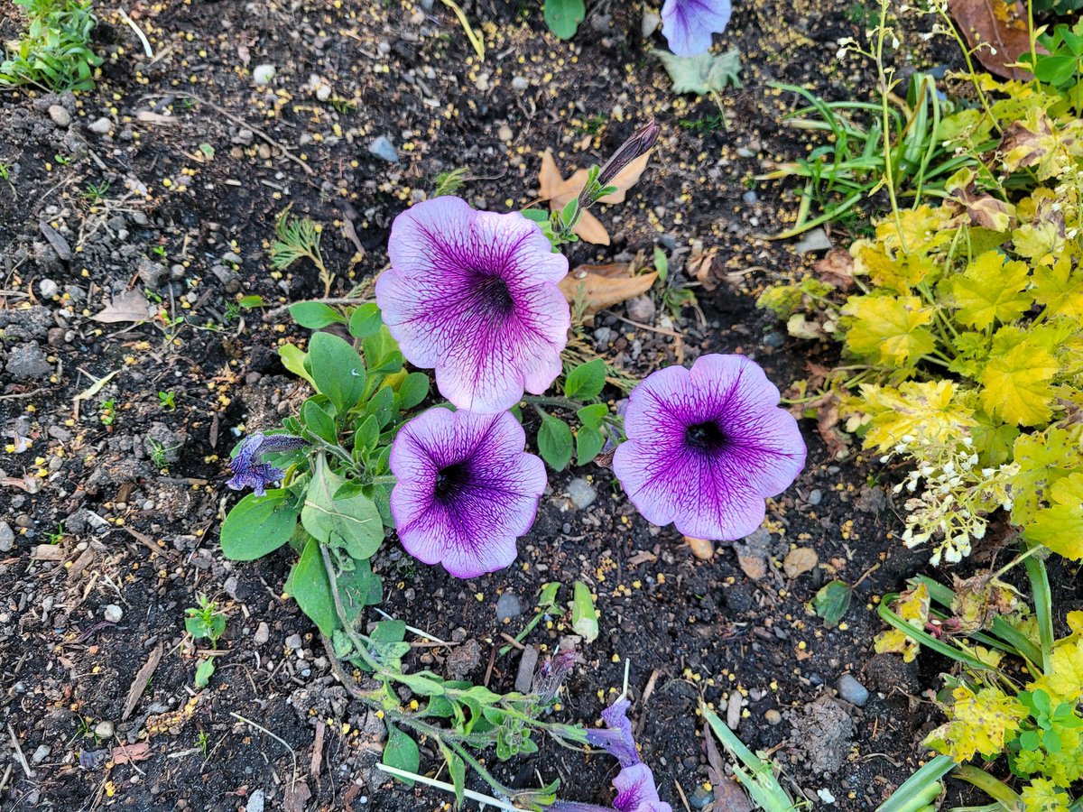 Raul (@raulr26678098) on Twitter photo 