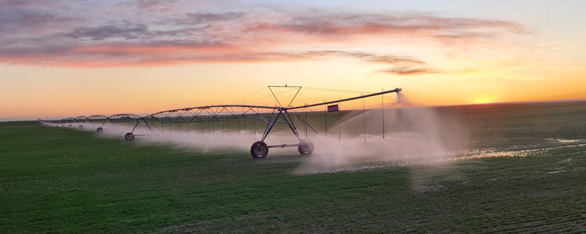 Goldendeefarms's tweet photo. Irrigation season started.  Morning million dollar rain

#zimmatic #saskag #Saskatchewan #landoflivingskies #Irrigation #westcdnag #spray24 #plant24 #Wheat #morning #morningcoffee https://t.co/nYVxeON2BU