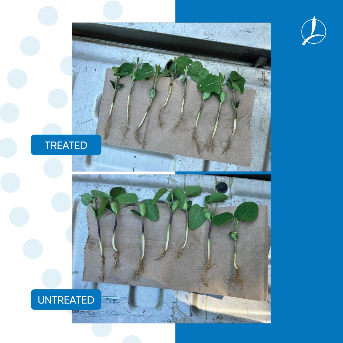 TimacAgroUSA's tweet photo. Soybeans are taking over most of the corn acres that were not planted in Mississippi. The early beans are up and taking off, especially the ones that were treated with our seed treatment FERTIACTYL STIM.
#ThinkDifferentFarmBetter #TimacAgroUSA #farming #MississippiFarmers https://t.co/7AN3w5aK6x