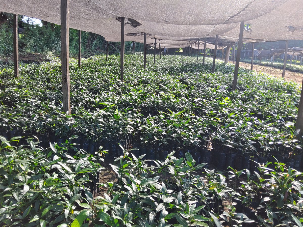 SammyNaporos's tweet photo. Agroforestry plays a pivotal role in ecosystem conversation, food security, and employment creation.  At WeiWei fruit tree nurseries- West Pokot County https://t.co/BrGH8f07BX