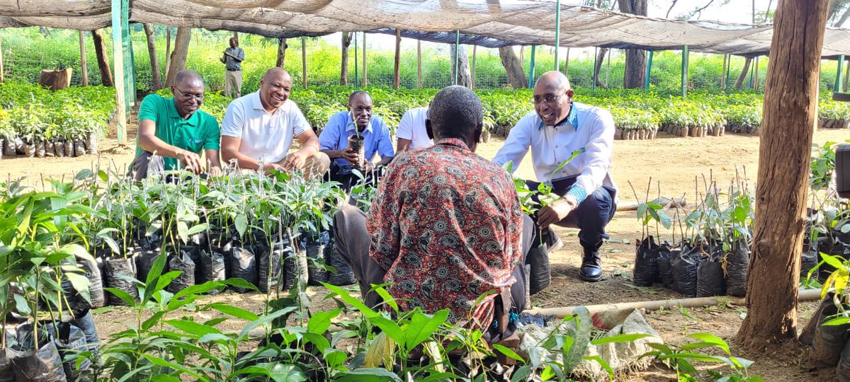 SammyNaporos's tweet photo. Agroforestry plays a pivotal role in ecosystem conversation, food security, and employment creation.  At WeiWei fruit tree nurseries- West Pokot County https://t.co/BrGH8f07BX