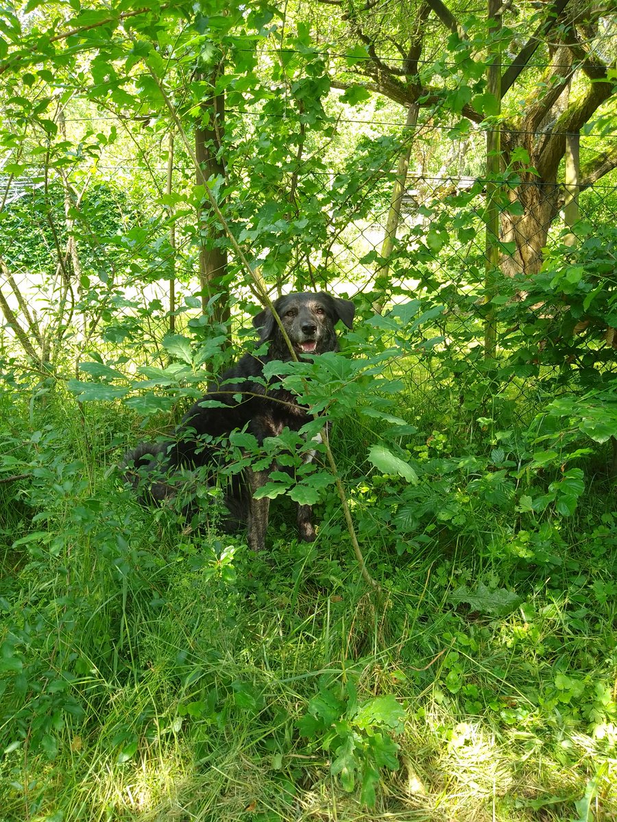 HH03643832's tweet photo. Wetter ist schön, mal in meiner Wildnis etwas Ordnung herein bringen. Natürlich ist der Hund immer dabei. https://t.co/r7zmC7g71p