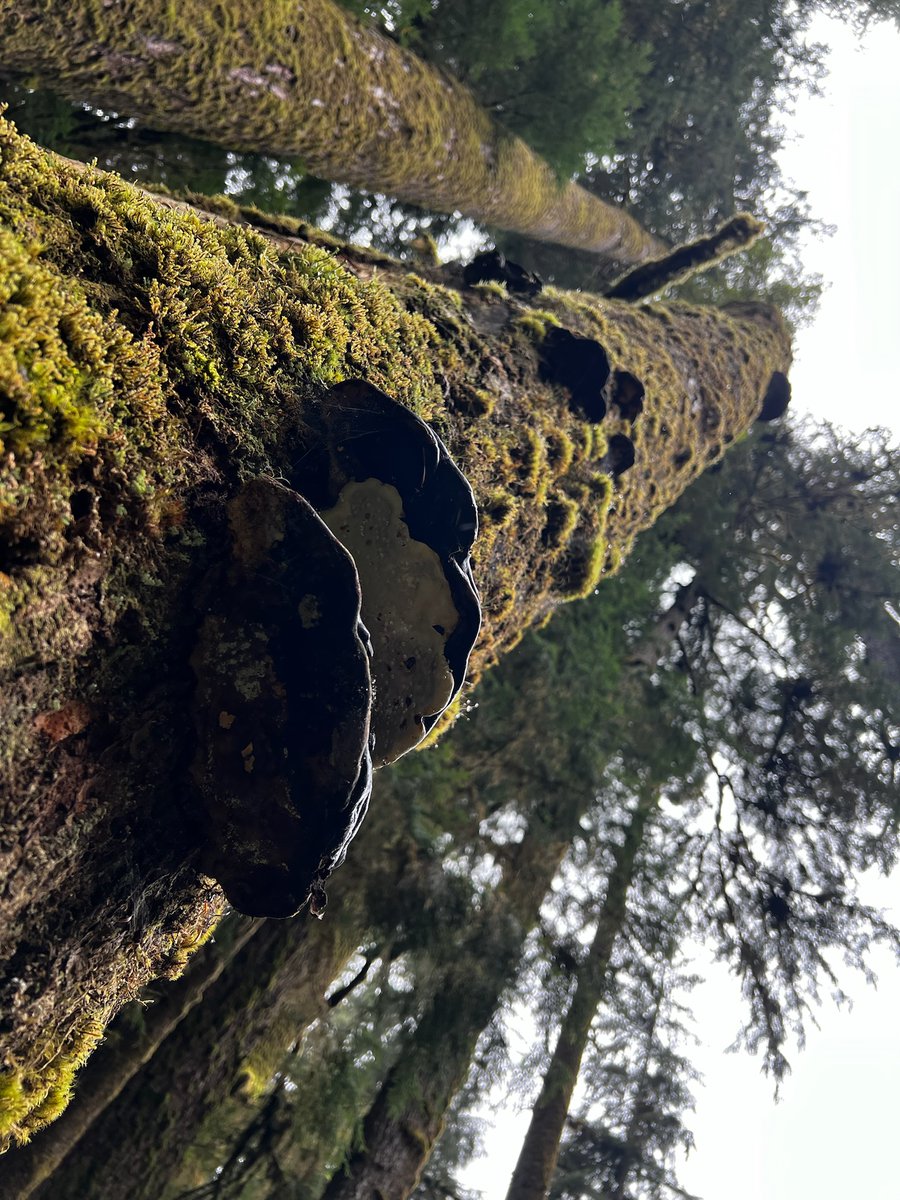 Open Forest Protocol (OFP) (@openforest_) on Twitter photo Happy Friday OFP Fam! Who is new around here? The community welcomes you π Happy Friday OFP Fam! Who is new around here? The community welcomes you π