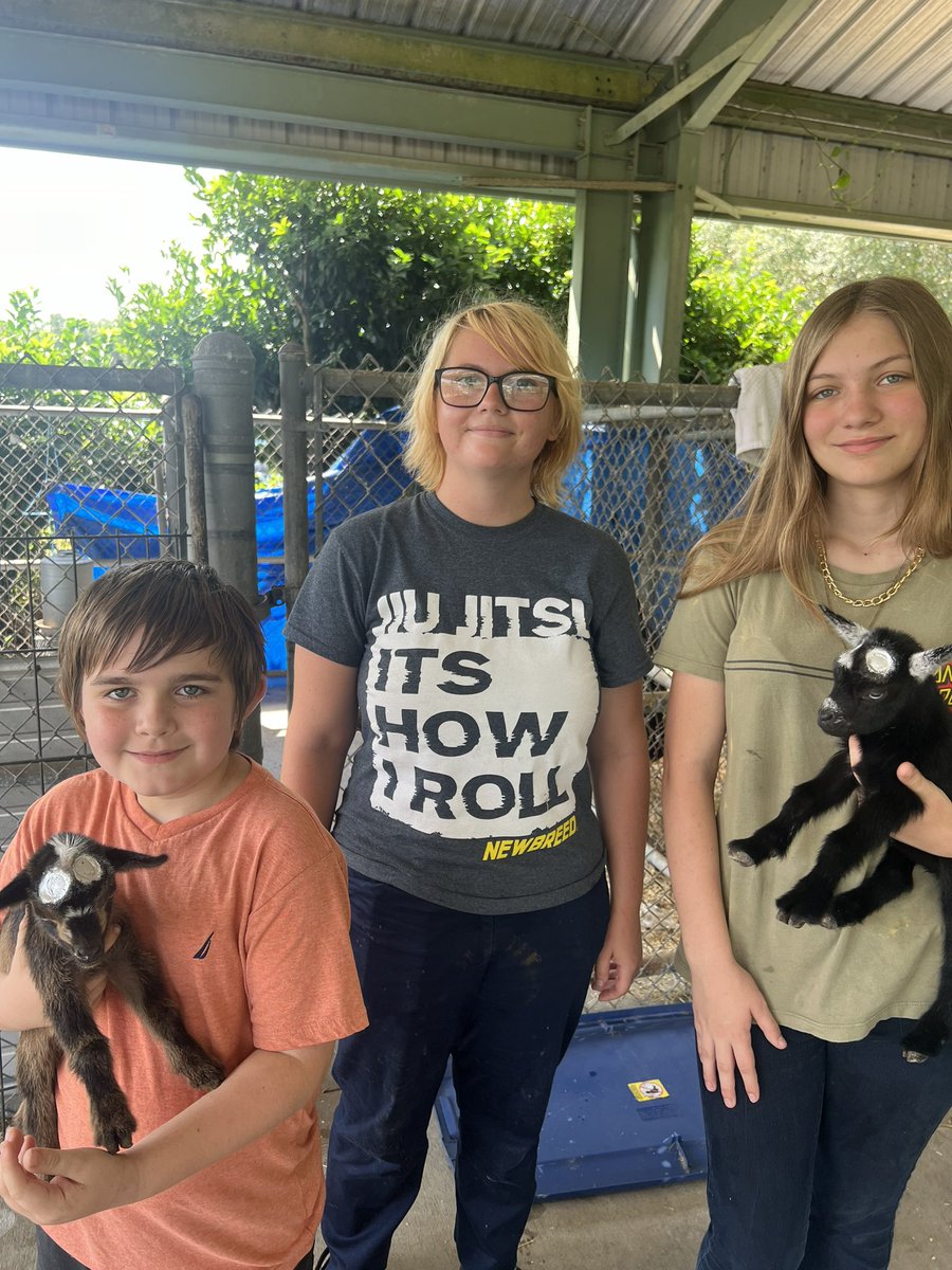 lisagaboury's tweet photo. Babies all disbudded and first round of vaccines! Students got to help and learn how it’s done!  Ag teaching even when school is out! @hmseaglesFL @NickFidance @VCSCTE https://t.co/SXT2YgiOrm