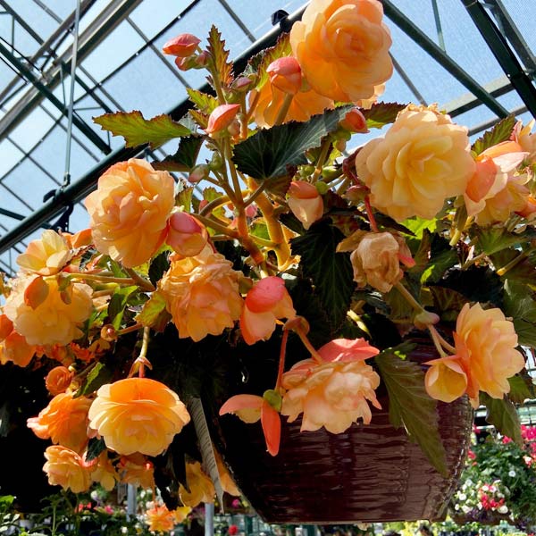 Pasquesis's tweet photo. Keep on planting! Looks like a nice weekend coming up... Add a few new flowering containers or hanging baskets? Check out garden expert, Melinda Myers' favorite annuals. https://t.co/9mQ0PvSCuf #FlowersOnFriday #Pasquesi #plants #LakeBluff #Boxwood #sale https://t.co/RuUZ6Mnjrm