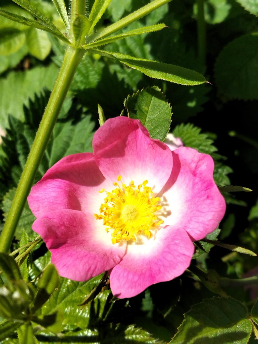 Old Man Kirky 🏴󠁧󠁢󠁷󠁬󠁳󠁿 tweet media