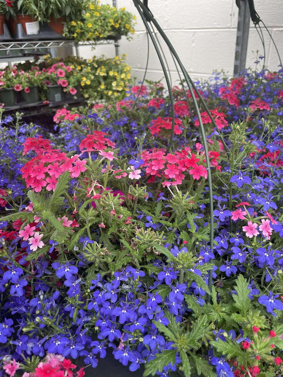 plantwerks's tweet photo. Exterior Plantings…. Coming soon https://t.co/A46ctHYOFZ