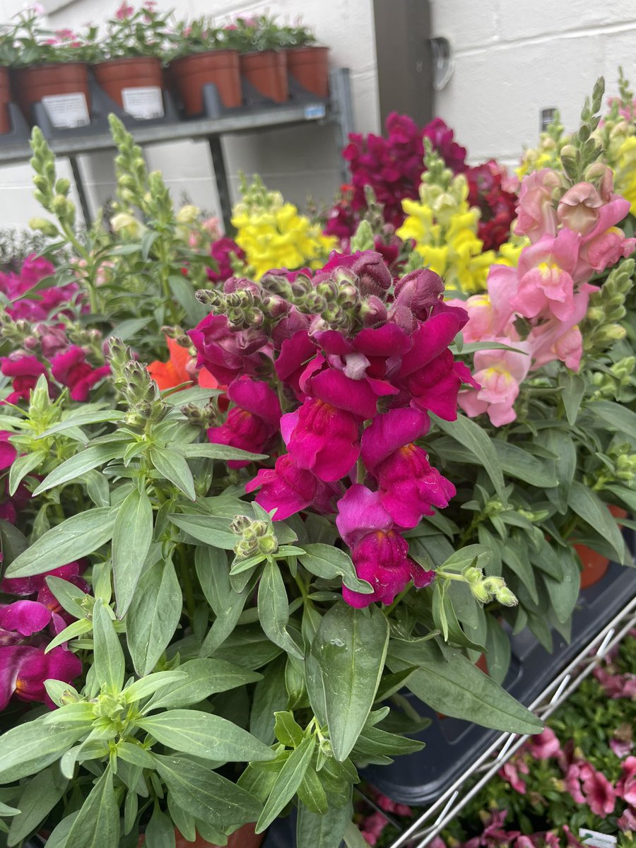 plantwerks's tweet photo. Exterior Plantings…. Coming soon https://t.co/A46ctHYOFZ
